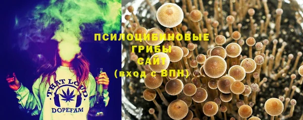 прущие грибы Мегион